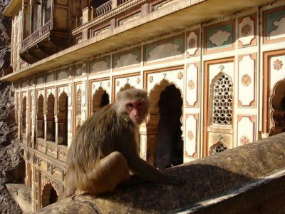 Monkey Temple or Galtaji Temple in Jaipur, India.