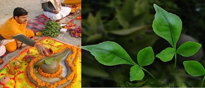 Left: A priest praying Lord Shiva with Bilva leaves. Right: Tri-foliate Bilva Leaves