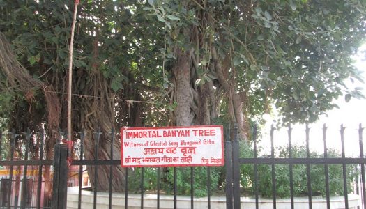 The Banyan Tree In kurukshetra from the time of Mahabharata War