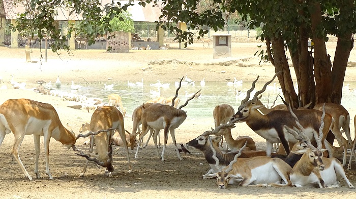 Raman Reti Gokul Vrindavan Mathrua deer image