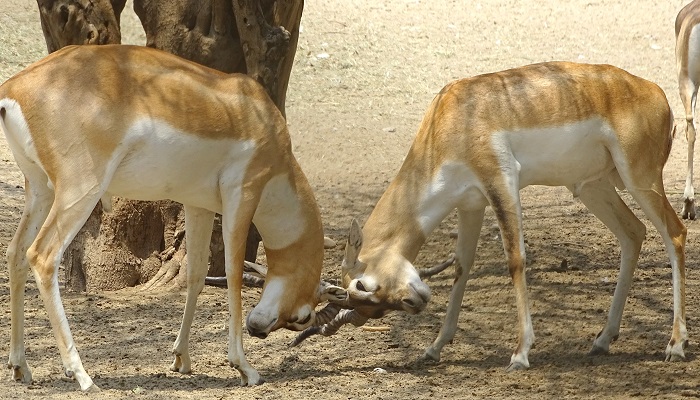 Raman Reti Vrindavan Mathrua deer finght image