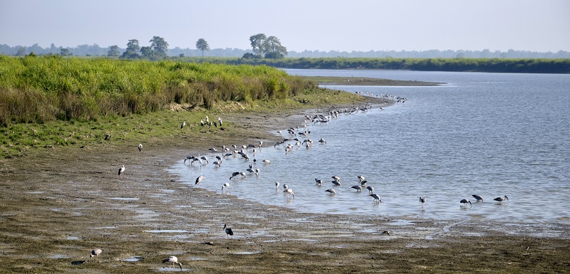 The Eastern Range of Kaziranga National Park Is famous for Bird Watching
