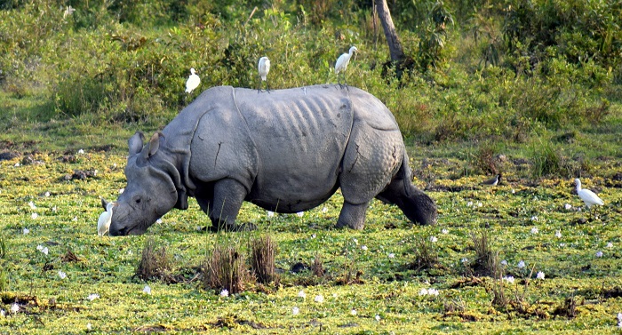 A Rhino At Kaziranga National Park