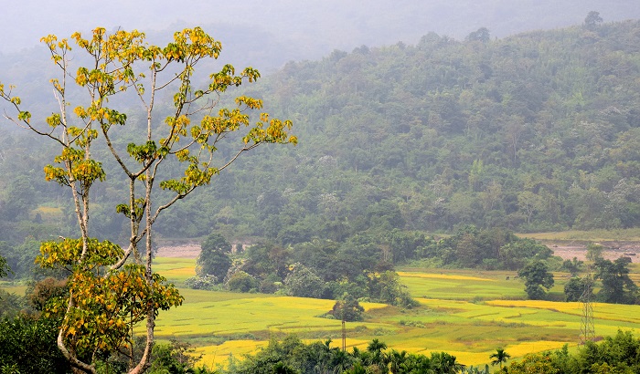 Rice Filed on Haflong Silchar Highway